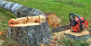 How Our Tree Care Process Works  in  Beach Haven West, NJ