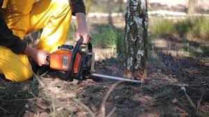 Best Tree Preservation Services  in Beach Haven West, NJ