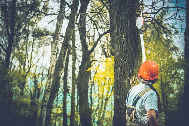 Trusted Beach Haven West, NJ Tree Care Experts